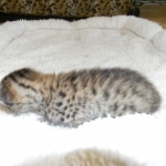 Savannah F-6SBT Male BST #1 Pink nose DOB 10-8-14 012