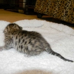 Savannah F-6SBT Male BST #1 Pink nose DOB 10-8-14 015-800