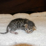 Savannah F-6SBT Male BST Des black nose DOB 10-8-14 004-800