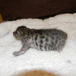 Savannah F-6SBT Male BST Des black nose DOB 10-8-14 005-800