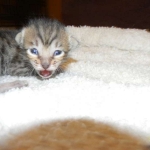 Savannah F-6SBT Male BST Des black nose DOB 10-8-14 009-800