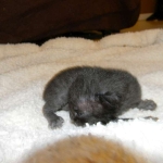 Savannah F-6sbt Melanistic 002-800