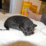 Savannah F-6sbt Melanistic 003-800