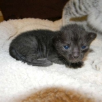 Savannah F-6sbt Melanistic 004-800