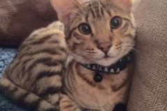 Noogie Savannah F-6SBT Male  BST DOB 4-21-14