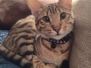 Noogie Savannah F-6SBT Male  BST DOB 4-21-14