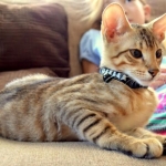 Noogie in Collar