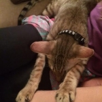 Noogie the Lap Cat