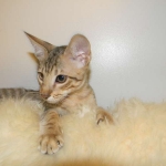 Savannah F-6A Male BST DOB 4-11-14 009-800