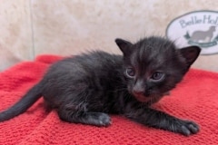  Ashryver Savannah F-6SBT Melanistic Kitten DOB 11-23-25