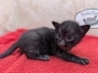  Ashryver Savannah F-6SBT Melanistic Kitten DOB 11-23-25