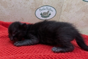 Savannah F-6SBT Melanistic Kitten DOB 11-23-25