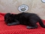 Savannah F-6SBT Melanistic Kitten DOB 11-23-25