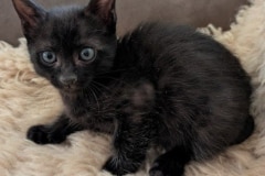  Ashryver Savannah F-6SBT Melanistic Kitten DOB 11-23-25