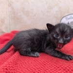 F-6SBT-Melanistic-black-male-kitten-a