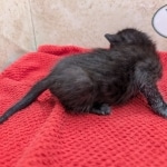 F-6SBT-Melanistic-black-male-kitten-b