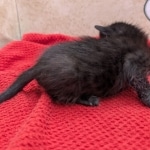 F-6SBT-Melanistic-black-male-kitten-c