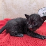 F-6SBT-Melanistic-black-male-kitten
