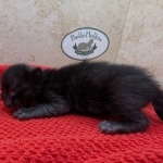 Melanistic-F-6SBT-Savannah-Male-Kitten-a