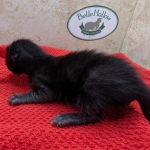 Melanistic-F-6SBT-Savannah-Male-Kitten-b