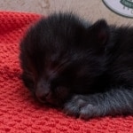 Melanistic-F-6SBT-Savannah-Male-Kitten