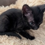 Savannah-F-6SBT-Mel-male-Kitten-Copy