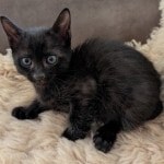 Savannah-F-6SBT-Mel-male-Kitten-a-Copy