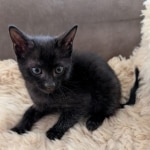 Savannah-F-6SBT-Mel-male-Kitten-b