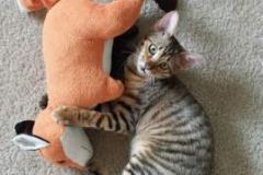 Anya Natalia Savannah F-6SBT  Brown Spotted female DOB 10-8-14