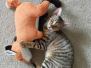 Anya Natalia Savannah F-6SBT  Brown Spotted female DOB 10-8-14
