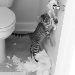 Anya and the toilet paper roll..jpg