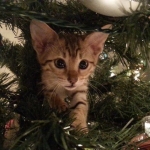 Anya in Christmas tree