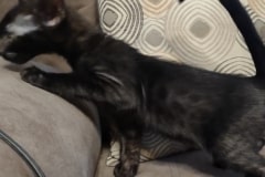 Raj Savannah F-6SBT Smoke Male DOB 6-11-24