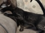 Raj Savannah F-6SBT Smoke Male DOB 6-11-24