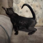 Black-smoke-Male-F-6SBT-