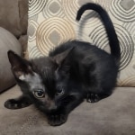 Black-smoke-Male-F-6SBT-a