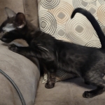 Black-smoke-Male-F-6SBT-b