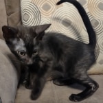 Black-smoke-Male-F-6SBT-c