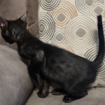 Black-smoke-Male-F-6SBT-f