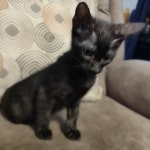 Black-smoke-Male-F-6SBT-g