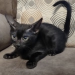 Black-smoke-Male-F-6SBT-h