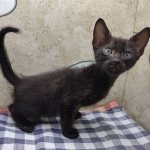 F6SBt-Smoke-Male-DOB-6-11-24