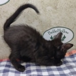 F6SBt-Smoke-Male-DOB-6-11-24a