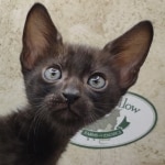 F6SBt-Smoke-Male-DOB-6-11-24b
