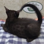 F6SBt-Smoke-Male-DOB-6-11-24d-Copy