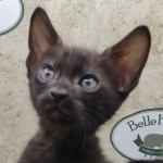 F6SBt-Smoke-Male-DOB-6-11-24e-Copy