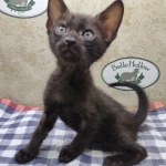 F6SBt-Smoke-Male-DOB-6-11-24f