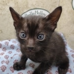 Available Savannah Smoke Male DOB 6-11-24