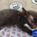 Available Savannah Smoke Male DOB 6-11-24