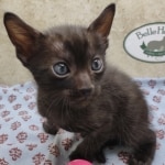 Available Savannah Smoke Male DOB 6-11-24